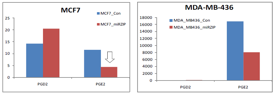 유방암 cacner cell에서의 miR-155의 저해에 따른 PGD2, PGE2의 발현변화