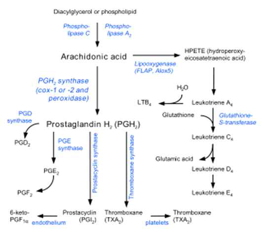 PGD2, PGE2의 생합성 과정