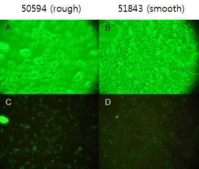 M. massiliense 균주 50594 (rough, Type II) 및 51843 (smooth, Type I)를 CFSE로 labeling (20 μM, 37℃, 2시간)하여 현미경 관찰한 그림. A. CFSE labeled 50594 균주의 광학현미경 사진. B. CFSE labeled 51843 균주의 광학현미경 사진. C. CFSE labeled 50594 균주의 형광현미경 사진. D. CFSE labeled 51843 균주의 형광현미경 사진