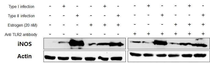 에스트로겐 및 anti-TLR2 antibody의 유무에 따라 마크로파지에 M. massiliense 균주 50594 (rough, Type II) 와 51843 (smooth, Type I) 감염 시, iNOS의 발현량 차이를 western blot 을 통해 확인