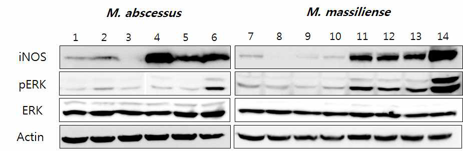 M. abscessus 및 M. massiliense 임상 분리 균주 (rough 및 smooth 균주)를 고압 증기 멸균법을 통해 불활화 시킨 후 J774 세포주에 감염시킴. 감염 18 시간 후에 세포로부터 단백을 추출하여 iNOS, p-ERK, ERK 및 actin에 대한 western blot을 수행함. Lane 1, 58582 strain (smooth); lane 2, 58584 strain (smooth); lane 3, 58321 strain (smooth); lane 4, 58188 strain (rough); lane 5, 51830 strain (rough); lane 6, 58816 strain (rough); lane 7, Asan 7 strain (smooth); lane 8, Asan 15 strain (smooth); lane 9, Asan 30 strain (smooth); lane 10, 51843 strain (smooth, Type I); lane 11, Asan 4 strain (rough); lane 12, Asan 38 strain (rough); lane 13, Asan 19 strain (rough); lane 14, 50594 strain (rough, Type II)