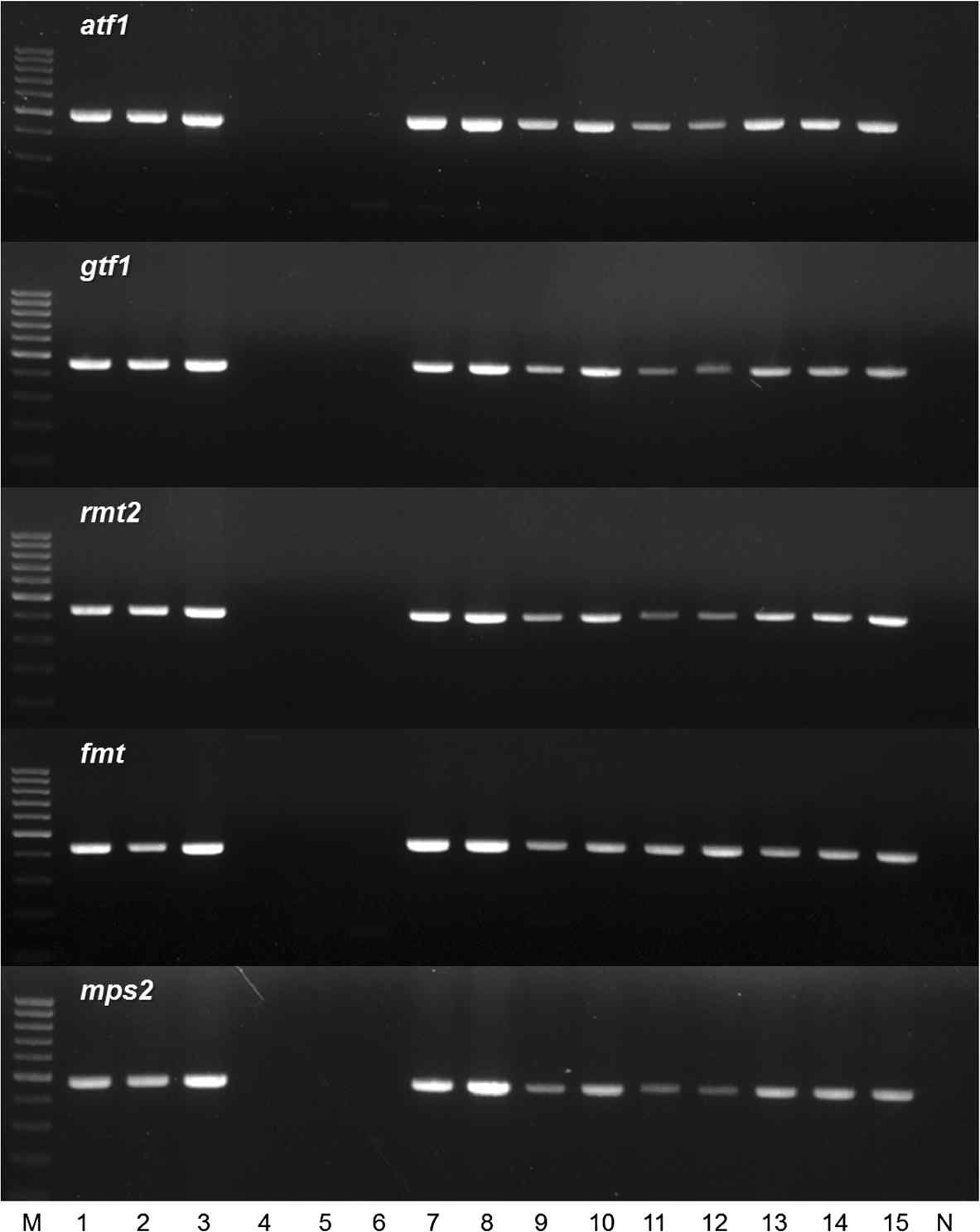 M. massiliense 50594 균주에서 손실된 10개의 GPL 생합성 관련 유전자를 타겟으로 한 PCR을 M. abscessus 연관 분리 균주 DNA에 적용한 결과. M, 100 bp DNA ladder; Lane 1, M.massiliense Type I Asan 51843; Lane 2, M. massiliense Type I Asan 50375; Lane 3, M. massiliense Type I Asan 15; Lane 4, M. massiliense Type II Asan 50594; Lane 5, M. massiliense Type II Asan 52012; Lane 6, M. massiliense Type II Asan 1; Lane 7, M. massiliense Type I (rough) Asan 22; Lane 8, M. massiliense Type I (rough) Asan 23; Lane 9, M. massiliense Type I (rough) Asan 54790; Lane 10, M. abscessus (smooth) Asan 57214; Lane 11, M. abscessus (smooth) Asan 57388; Lane 12, M. abscessus (smooth) Asan 58417; Lane 13, M. abscessus (rough) Asan 55088; Lane 14, M. abscessus (rough) Asan 56232; Lane 15, M. abscessus (rough) Asan 56544; N, negative control