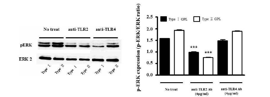 Anti-TLR2, -TLR4 antibody를 처리한 후 Type I, II 의 GPL을 처리한 세포에서 단백 추출 후 ERK-2와 p-ERK에 대한 western blot 분석 결과. *** P <0.001