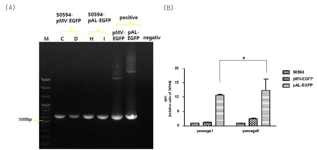 형광 발현 재조합 M. massiliense 50594 균주를 확인한 결과. (A) PCR로 EGFP 유전자를 증폭시켜 확인한 결과. (B) Flow cytometry를 통해 형광 발현을 확인한 결과