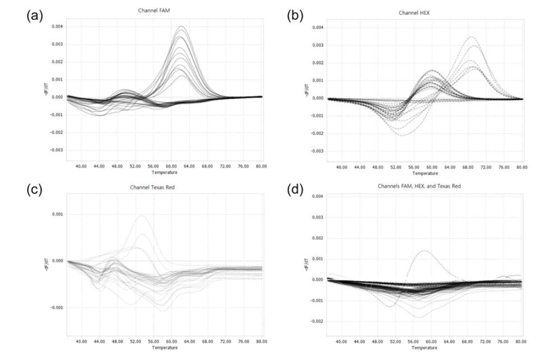 Sputa DNA 샘플에 hsp65 PNA real-time PCR을 적용, melting curve 분석한 결과. (a) M.abscessus와 M. massiliense가 FAM channel에서 분리되고, (b) M. massiliense Type I과 II 유전자형이 HEX channel에서 분리되고, (c) M. massiliense Type II-1과 II-2 유전자형이 Texas Red channel 에서 분리됨. (d) M. abscessus 그룹에 속하지 않는 다른 마이코박테리아가 감염된 sputa 샘플에서는 검출되지 않음