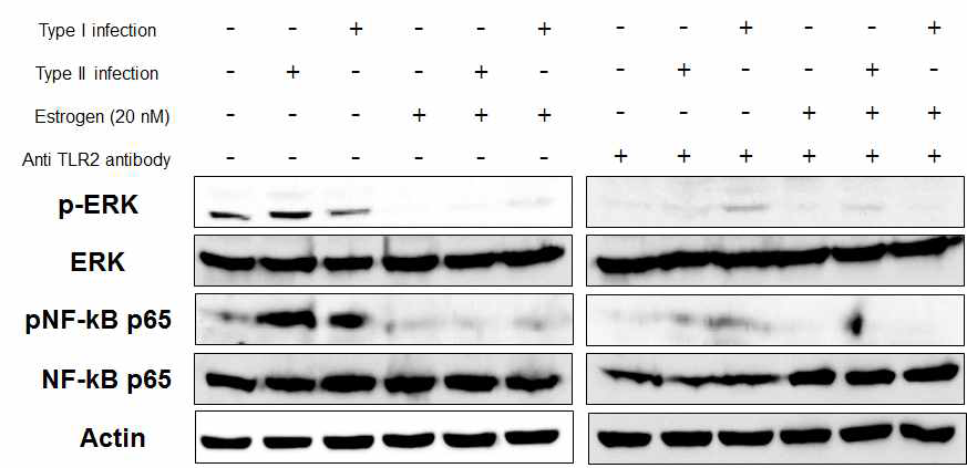 에스트로겐 유무 및 anti-TLR2 antibody의 유무에 따라 마크로파지에 M. massiliense 균주 50594 (rough, Type II) 와 51843 (smooth, Type I) 감염 시, ERK 및 NF-kB의 활성화 양상 비교. 감염 후 18시간 후에 단백을 추출하여 p-ERK, ERK, p-NF-kB, NF-kB 및 actin에 대한 western blot을 수행함