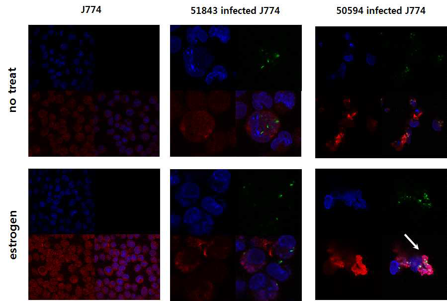 에스트로겐 유무에 따라 마크로파지 (J774)에 M. massiliense 균주 50594 (rough, Type II) 와 51843 (smooth, Type I) 감염 시 (50 M.O.I.), 에스트로겐 리셉터 (estrogen receptor α, ER-α)의 발현 차이를 confocal 현미경을 통해 확인함. 각 이미지의 왼쪽 상단은 핵을 염색한 상이고 (DAPI staining, 405 nm) 오른쪽 상단은 균을 염색한 상임 (CFSE labeling, 488 nm). 왼쪽 하단은 ER-α를 염색한 상이며 (Alexa 633, 633 nm), 오른쪽 하단은 모든 상을 합친 상임. 화살표는 핵, 에스트로겐 리셉터 및 균이 같이 위치해 있는 부분을 표시하는 것으로 다른 군에서는 관찰되지 않은 현상임