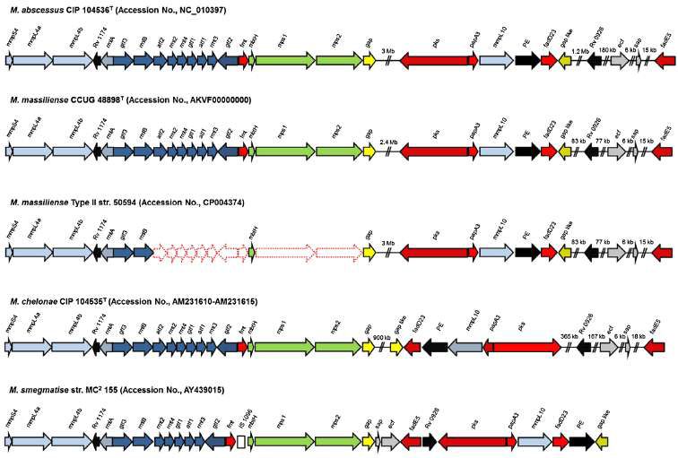 M. massiliense 50594 및 다른 신속 발육 항산균의 GPL 생합성 관련 유전자 locus의 구성도. Color code: Light blue – mmpL family; black –unknown; purple – sugar biosynthesis, activation, transfer and modifications; red – lipid biosynthesis, activation, transfer and modifications;green – pseudopeptide biosynthesis; yellow – required for GPL transport to the surface; grey – regulation
