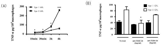 (A) Type I, II의 GPL을 처리한 후 TNF-α 레벨을 측정한 결과. (B) Anti-TLR2, -TLR4 antibody를 처리한 후 Type I, II GPL을 처리하여 그 세포 배양액으로 TNF-α 레벨을 측정한 결과. *** P <0.001, * P < 0.05