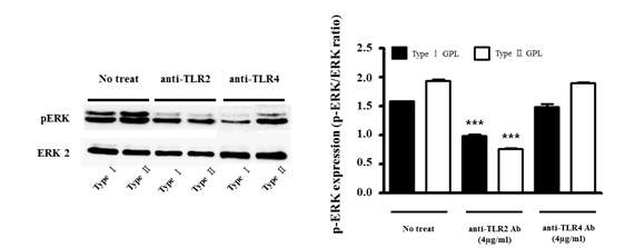 Anti-TLR2, -TLR4 antibody를 처리한 후 Type I, II 의 GPL을 처리한 세포에서 단백 추출 후 ERK-2와 p-ERK에 대한 western blot 분석 결과.*** P <0.001