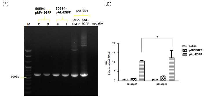 형광 발현 재조합 M. massiliense 50594 균주를 확인한 결과. (A) PCR로 EGFP 유전자를 증폭시켜 확인한 결과. (B) Flow cytometry를 통해 형광 발현을 확인한 결과