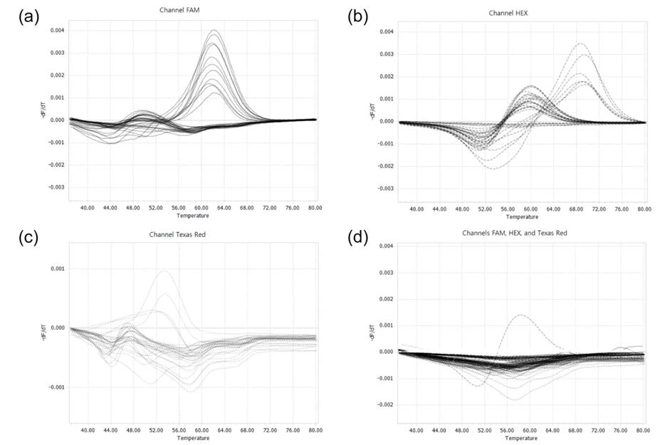 Sputa DNA 샘플에 hsp65 PNA real-time PCR을 적용, melting curve 분석한 결과. (a) M. abscessus와 M. massiliense가 FAM channel에서 분리되고, (b) M. massiliense Type I과 II 유전자형이 HEX channel에서 분리되고,(c) M. massiliense Type II-1과 II-2 유전자형이 Texas Red channel에서 분리됨. (d) M. bscessus 그룹에 속하지 않는 다른 마이코박테리아가 감염된 sputa 샘플에서는 검출되지 않음