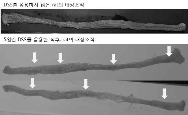 DSS유도 IBD군 rat의 대장