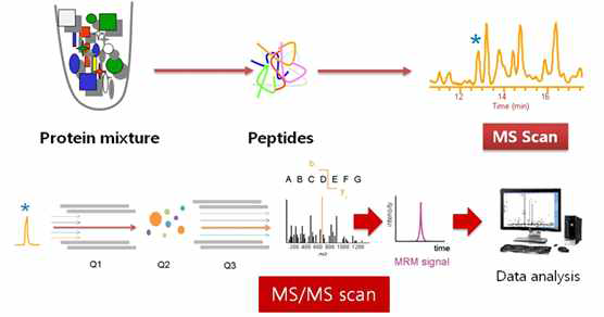 단백체 분석 모식도