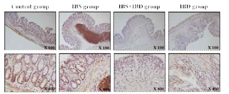 Heat shock protein 60 면역조직화학염색결과 (수컷)