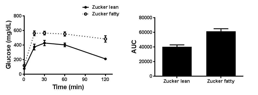 Zucker fatty rat 에서 당뇨병 발생 여부 확인 (IPGTT)