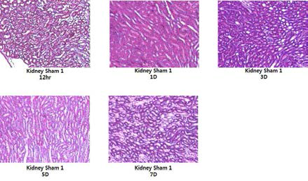 sham군의 H and E stain