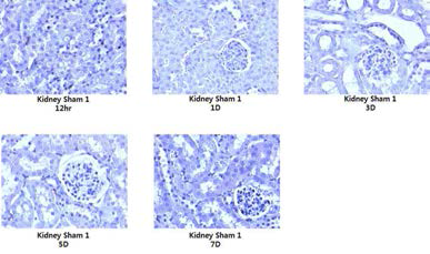 sham군의 macrophage activation 여부 확인