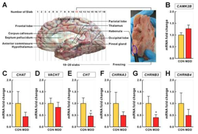 사람 우울증 사후 조직에서 acetylcholine signaling관련 유전자 분석