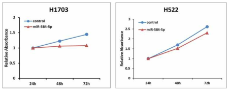 H1703과 H522 세포주에서 miR-584-5p의 발현에 따른 세포 증식 변화