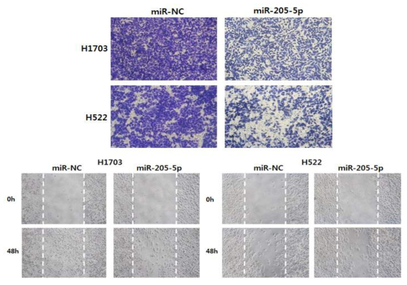 H522와 H1703 세포주에서 miR-205-5p의 발현에 따른 세포 침윤 및 이주 능력 차이