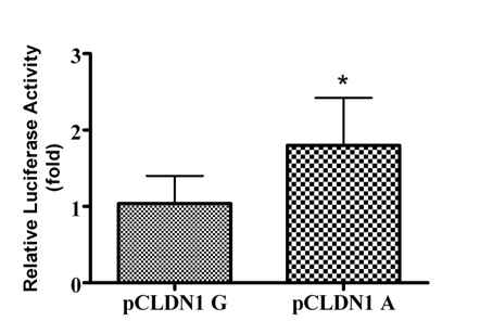 CDLN1 (rs9290929)의 luciferase assay
