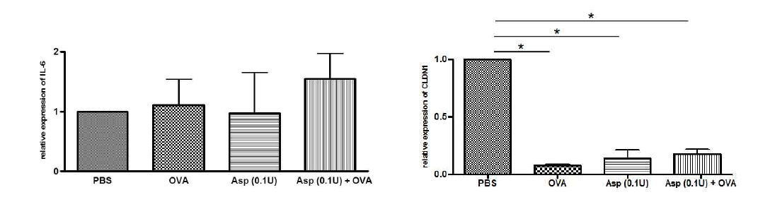 염증 사이토카인 IL-6와 피부장벽 단백질인 CLDN1의 발현 양 비교