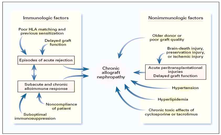 만성 이식신병증의 발생 기전