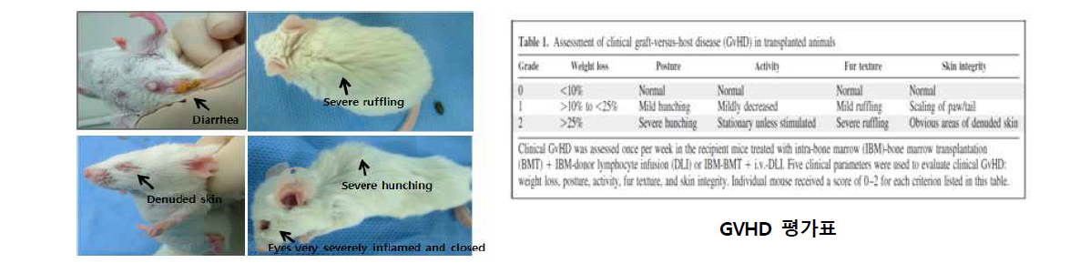 GVHD 마우스 모델 임상 평가 기준
