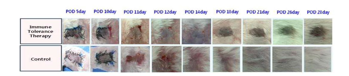 피부이식모델에서의 피부 생착 확인