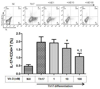 Vitamin D(mTOR제어)를 통한 Th17 경로조절 효과