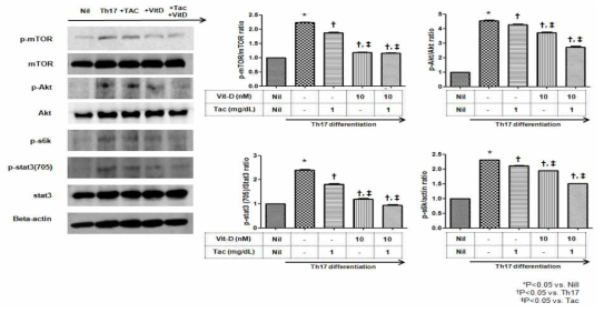 Vitamin D(mTOR제어)와 면역억제제 (Tacrolimus)을 통한 Th17 사이토카인 조절 신호인자 조사