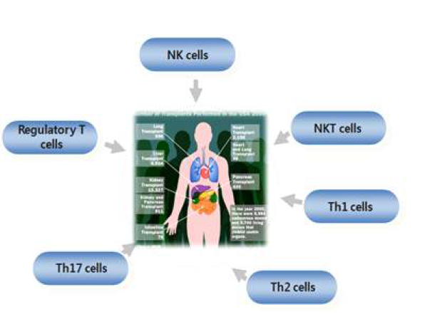 장기이식과 면역세포