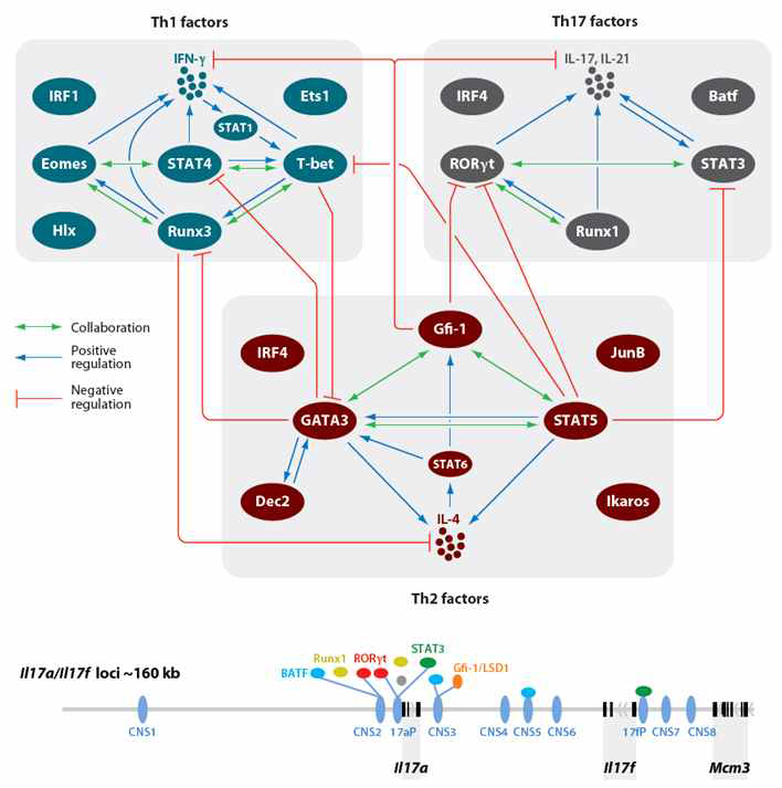 Effector T 세포에 작용하는 여러 전사인자 및 IL-17 유전자 결합 인자 모식도 [Annu Rev Immunol. 2010]