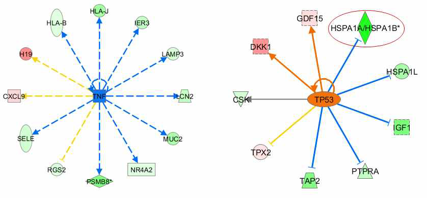 항암방사선 치료와 연관된 유전자들의 Uptream regulator들의 네트워크