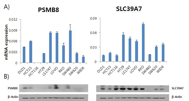 대장암세포주에서 PSMB8과 SLC39A7의 발현 양상 (A : mRNA expression by real-time RT PCR, B : Protein expression by Western blotting)