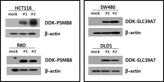 DDK tagging 된 후보유전자를 과발현 한 세포주 각각 2개씩 구축