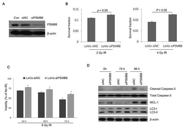 PSMB8 siRNA treated LoVo cell 에서의 세포사멸 분석