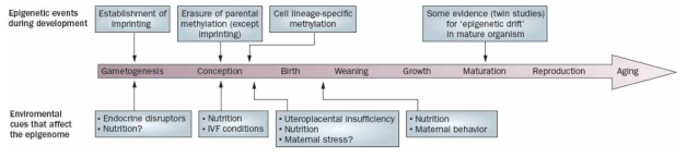 일생을 통해 환경에 의해 변화되는 epigome. 위쪽 줄은 gametogenesis, fertilization and development 동안 일어나는 정상적인 epigenome의 reprogramming을 나타내었다. 아래줄은 epigenome에 영향을 주는 환경적인 요인과 일생의 후반기에 나타나는 결과들을 표시하였다. 나이가 들면 성장이 느려지면서 epigenome의 민감성도 줄어드는 것으로 여겨진다 (그 정도를 화살표의 그림자로 표시하였음). Abbreviation: ivF, in vitro fertilization