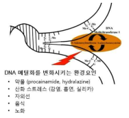 DNA 메틸화에 변화시키는 환경적인 요인