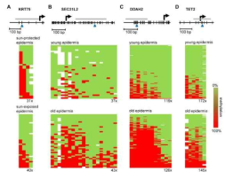 노화와 관련된 epidermis에서의 DNA methylation변화. 젊은사람의 epidermis에 비해 노인의 epidermis에서 세가지 유전자의 methylation이 유의하게 증가하였으녀, 햇빛에 노출된 epidermis가 보호된 epidermis에 비해 KRT75의 methylation은 유의하게 감소함을 알 수 있다 (Gronniger et al., 2010)