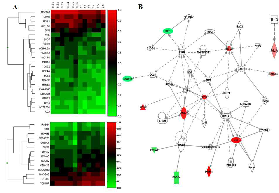 Candidate epigenetic marks from microarray analysis. A. Heatmap of genes showing differential DNA methylation levels in their CGIs between SLE patients (SLE1-SLE6) and controls (C1-C6). We selected 37 candidate epigenetic marks with the criteria of P values  0.08 or < -0.08 between the SLE patients and the controls. Hierarchical clustering for those marks was performed using Ward linkage with Euclidean distance for samples and Pearson correlation coefficients for probes. Hypermethylated marks in SLE patients are shown in the upper pannel, and hypomethylated marks in the lower panel. Higher-level methylation is shown in red, and lower-level methylation in green. The intensity of each color reflects the magnitude of the methylation level. B. Networks of 37 marks showing differential methylations in SLE patients. In the IPA, a network related to cellular development, growth and proliferation, hematological system development and function, showed the highest confidence (Ingenuity Score ≥ 19). The connecting solid lines represent direct interactions, and the dashed lines indirect ones