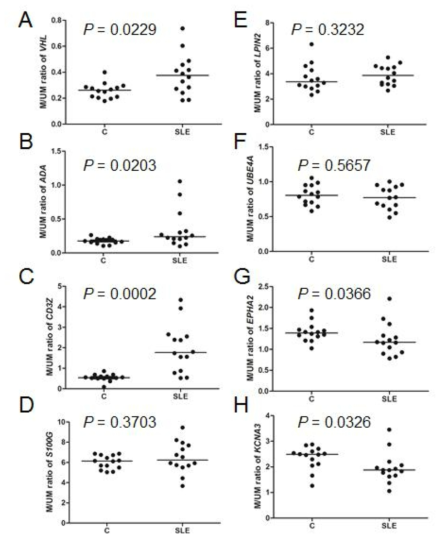 Validation of eight candidate epigenetic marks by MSBE method. Eight epigenetic marks of the genes VHL (A), ADA (B), CD3Z (C), S100G (D), LPIN2 (E), UBE4A (F), EPHA2 (G), and KCNA3 (H), which have known immunologic functions, were further validated by the MSBE method using 14 SLE and 14 control blood DNA samples. Three marks, VHL , ADA and CD3Z , showed significantly higher methylation levels, and two, EPHA2 and KCNA3 , showed significantly lower methylation levels. For each of the marks, statistical significance was shown by Mann-Whitney U test. The horizontal lines are the median M/UM values