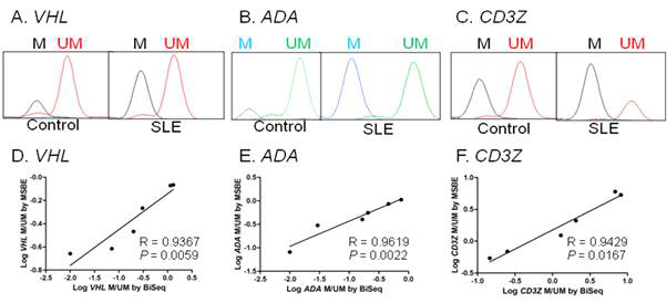 Measurement of promoter CGI methylation of VHL, ADA and CD3Z Methylation single-base extension (MSBE) was applied to an evaluation of the methylation level of VHL (A), ADA (B) and CD3Z (C). The representative figures show the results from a healthy control and an SLE patient. M and UM are the peaks of methylated and unmethylated cytosines, respectively, in the MSBE analysis results. The M/UM ratio, in which M is the signal height of the methylated peak, and UM that of the unmethylated peak in the MSBE results, was used to determine the methylation levels. The correlation of the results between the MSBE and bisulfite sequencing (BiSeq) of modified genomic DNA for each gene promoter was significant for VHL (R = 0.937 and P = 0.0059, D), ADA (R=0.962 and P = 0.0022, E), and CD3Z (R = 0.943 and P = 0.0167, F), according to a Pearson correlation test after log transformation of the M/UM values. The X-axis for D, E, and F obtained by bisulfite sequencing is the ratio of the methylated to unmethylated cytosines within the amplified sequence