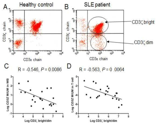 Correlation of CD3Z methylation level in whole-blood or T-cell fraction with CD3ζ-chain-expressing T cells. To measure the CD3ζ-chain-expressing T cells, a flow-cytometric analysis was performed along with an evaluation of the CD3ζ-chain bright/dim ratio among the CD3ε-chain-positive cells in the controls (A) and the SLE patients (B). The level of CD3ζ-chain-expressing T cells showed significant correlations with the CD3Z methylation levels of both the whole-blood cells (P =0.0086 and R = -0.546, C) and T cells (P = 0.0064 and R = -0.563, D) of the SLE patients. A Pearson correlation test was performed after logarithmic transformation of the values. WB = whole blood