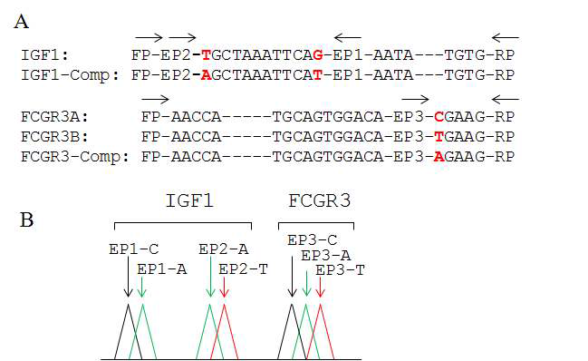 유전자의 CNV을 측정한 raw data. 세명의 각각 다른 개인에 대하여 한가지 유전자에 대한 두가지 variant의 카피수를 한꺼번에 측정할 수 있도록 고안하였고, 각각의 카피수를 control 유전자인 IGF1의 카피수와 비교하여 계산하였다. A. IGF1과 FCGR3유전자 및 variant와 각각의 competitor의 서열 및 primer위치. IGF1의 competitor에는 두 개의 돌연변이를 도입하였다. B. CNV의 측정을 위한 assay의 결과. IGF1의 경우 두가지 돌연변이부위에 대한 각각의 신호비율이 나오고, 그 값을 이용하여 FCGR3A혹은 FCGR3B의 카피수를 계산할 수 있다