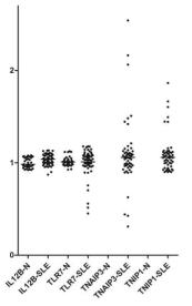 mrcPCR 방법을 이용한 카피수 측정 결과. Healthy control과 SLE환자의 혈액 DNA를 이용하여 IL12B, TLR7, TNAIP3, TNIP1과 같은 유전자의 카피수를 mrcPCR 방법으로 측정하였는데 IL12B의 경우는 healthy control (N)과 SLE 환자 (SLE)사이에 카피수 변화를 관찰할수 없었다. TLR7의 경우는 SLE환자에서 카피수 감소를 확인하였으나 이 환자들 중 대부분이 남성이라는 것을 확인하였다. TNAIP3와 TNIP1은 카피수의 변화가 뚜렷한 환자들이 있었는데, 아직 control에서의 결과를 분석하지 못한 상태이다