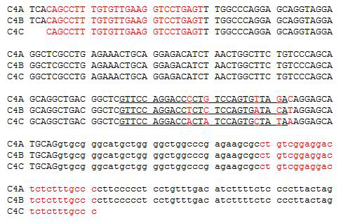 C4A/B의 서열과 competitor인 C4C의 서열. 붉은 색 부분이 증폭을 위한 primer부분이고 밑줄을 그은 부분이 세가지 C4A/C4B/C4C를 구별하기 위하여 사용하는 extension primer부분이다