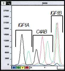 C4A/B의 카피수를 얻기위한 mrcPCR 결과 예시. IGF1에 네가지 peak와 C4AB에 세가지 peak이 나오는 것을 확인할 수 있다