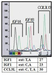 CCL3L1/3유전자의 카피수결정 결과의 예시. IGF1의 경우 모두 4가지의 peak이 나오고, CCL3L1/3의 경우 3가지 peak이 나온다